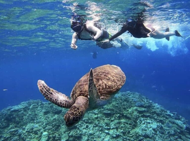 Iriomote Mangrove SUP and Snorkeling at Coral island - Who Should Consider This Tour?