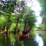 Ishigaki: Mangrove SUP or Canoe & Phantom Island Snorkeling - The Value of This Tour