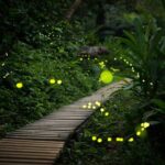 Ishigaki Sunset Limited Time Yaeyama Firefly Viewing Tour - Who Will Love This Tour?