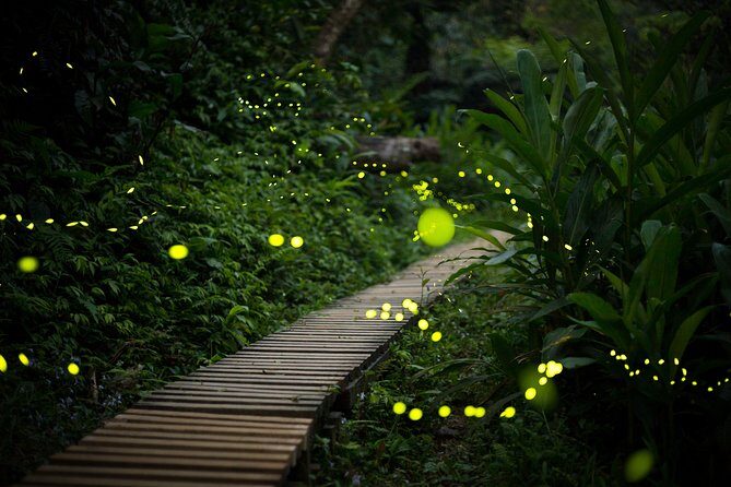 Ishigaki Sunset Limited Time Yaeyama Firefly Viewing Tour - Who Will Love This Tour?