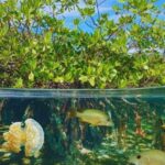 Isla Saona Speedboat Tour - Lunch, Wildlife & Natural Pools - Practical Considerations and Tips