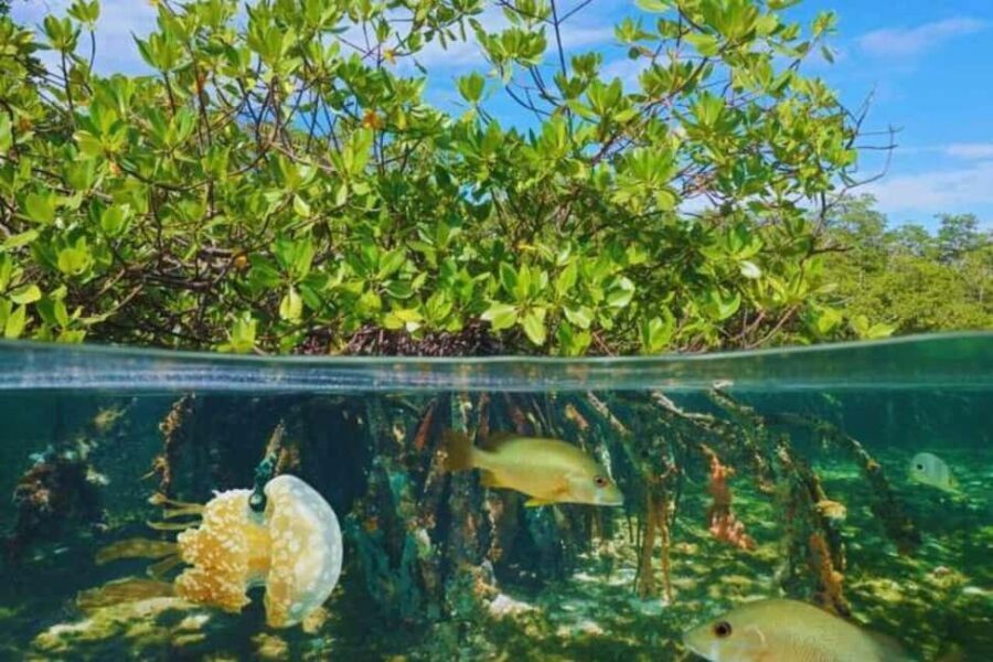 Isla Saona Speedboat Tour - Lunch, Wildlife & Natural Pools - Practical Considerations and Tips