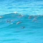 Island Pub Crawl with Lunch and High Speed Boat Tour in Brisbane - An In-Depth Look at the Tour