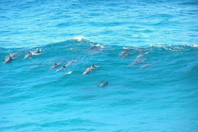 Island Pub Crawl with Lunch and High Speed Boat Tour in Brisbane - An In-Depth Look at the Tour