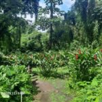 Island Tours: St. Vincent & the Grenadines - Dark View Falls - The Sum Up