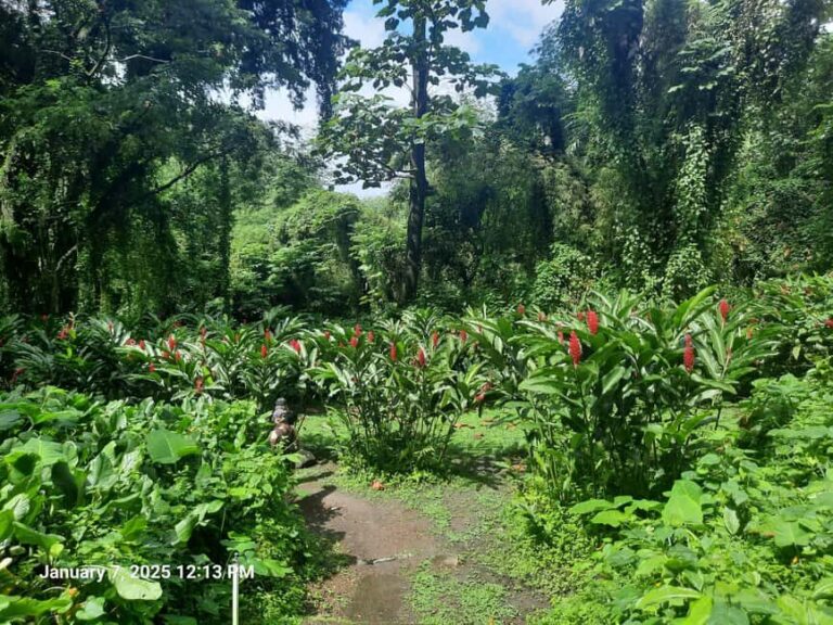Island Tours: St. Vincent & the Grenadines - Dark View Falls - The Sum Up