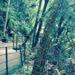 ita: Lantern-Lit Towns and Christmas Lights Tour - What Makes This Tour Stand Out?