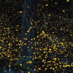 Iwahig Firefly Watching Tour| Puerto Princesa - Good To Know