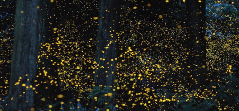 Iwahig Firefly Watching Tour| Puerto Princesa - Good To Know