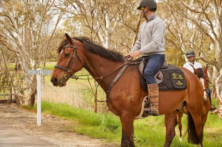 Jacobs Creek Vineyard Horse Ride and Tasting - A Complete Breakdown of the Experience