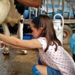 Jaffna: Cow Milking and Dairy Farm Experience - Gentle Walk to the Village Dairy Farm