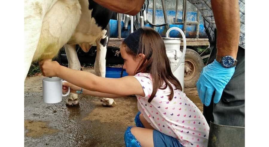 Jaffna: Cow Milking and Dairy Farm Experience - Gentle Walk to the Village Dairy Farm