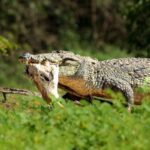 Jaffna: Guided Birdwatching Tour with Expert Naturalist - Final Thoughts