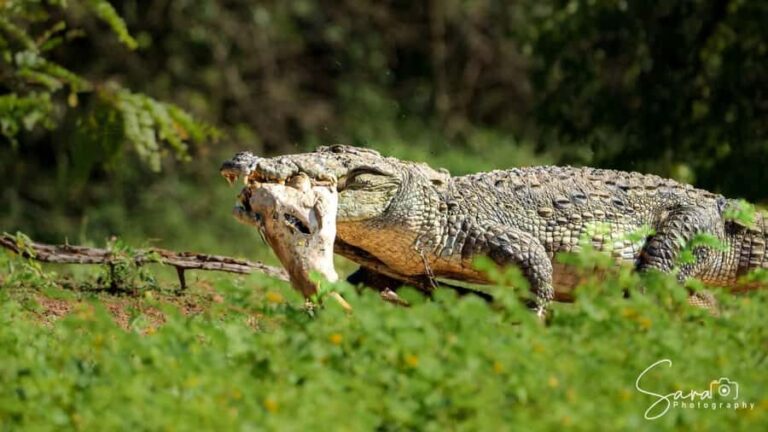 Jaffna: Guided Birdwatching Tour with Expert Naturalist - Final Thoughts