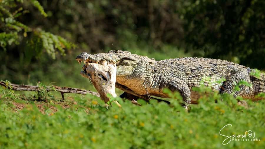 Jaffna: Guided Birdwatching Tour with Expert Naturalist - Final Thoughts