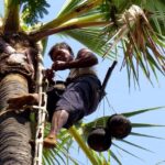 Jaffna: Palmyra Toddy Tapping Experience with Tasting - An In-Depth Look at the Tour Experience