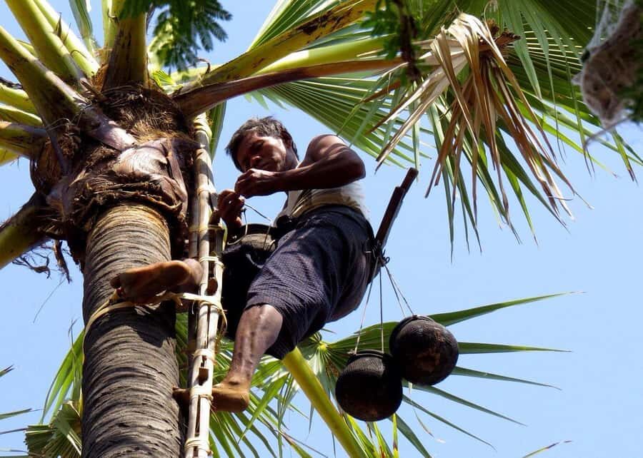 Jaffna: Palmyra Toddy Tapping Experience with Tasting - An In-Depth Look at the Tour Experience