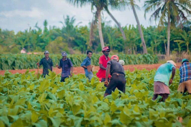 Jaffna: Tamil Farming Experience with Local Farmers - Practical Details and Tips for the Tour