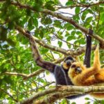 Jahoo: Gibbon Tracking Walk in Keo Seima Wildlife Sanctuary - Practical Tips for Your Visit