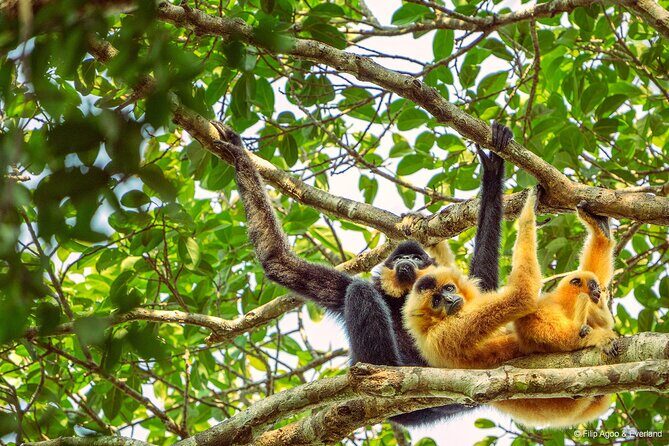 Jahoo: Gibbon Tracking Walk in Keo Seima Wildlife Sanctuary - Practical Tips for Your Visit
