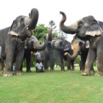 Jaipur Elephant Experience: Bond, Connect, and Learn - Who Is This Tour Best For?
