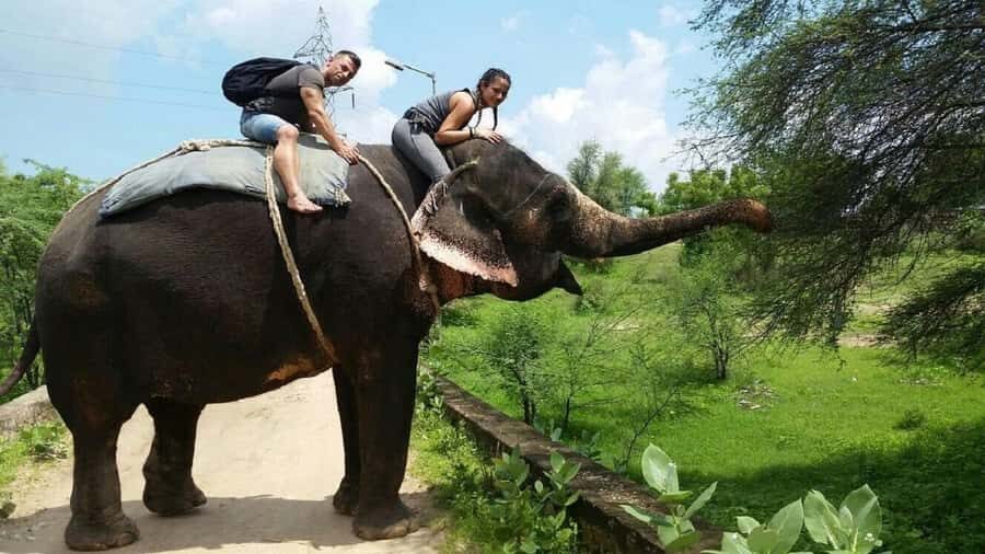 Jaipur Elephant Village: Elephant Riding, Painting, Feeding - The Itinerary Breakdown: What to Expect