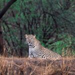 Jaipur Half Day Tour with Jhalana Leopard Safari - The Highlight: Jhalana Leopard Safari