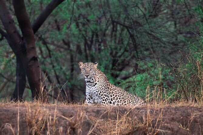 Jaipur Half Day Tour with Jhalana Leopard Safari - The Highlight: Jhalana Leopard Safari