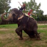 Jaipur: Hathi Gaon Elephant Riding Painting-Feeding Activity - Who Should Consider This Tour?