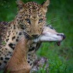 Jaipur: Jhalana/amagarh Leopard Safari - FAQs