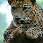 Jaipur: Jhalana Amagarh Leopard Safari Park Guided Tour - Practical Tips for a Smooth Safari