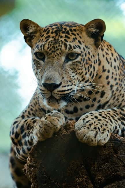 Jaipur: Jhalana Amagarh Leopard Safari Park Guided Tour - Practical Tips for a Smooth Safari
