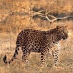 Jaipur: Jhalana/Amagarh leopard safari private tour - Detailed Breakdown of the Safari Experience