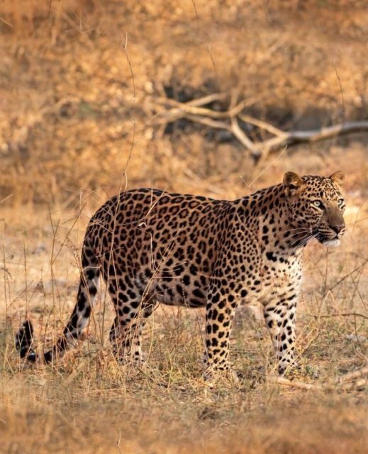 Jaipur: Jhalana/Amagarh leopard safari private tour - Detailed Breakdown of the Safari Experience
