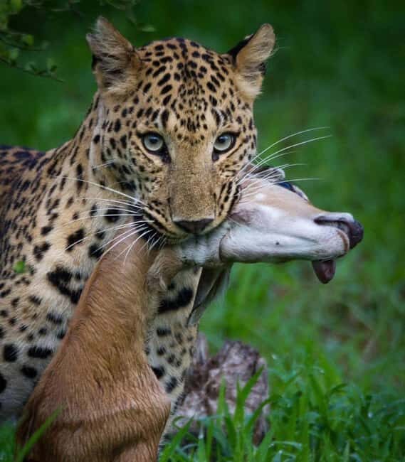 Jaipur: Jhalana/amagarh Leopard Safari - FAQs  
