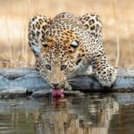 Jaipur: Leopards Safari Tour at Jhalana l Spot Wild Animals - Transport & Comfort