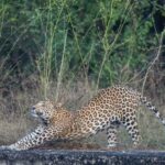 Jaipur: Leopards Safari Tour at Jhalana l Spot Wild Animals - Why This Tour Offers Good Value
