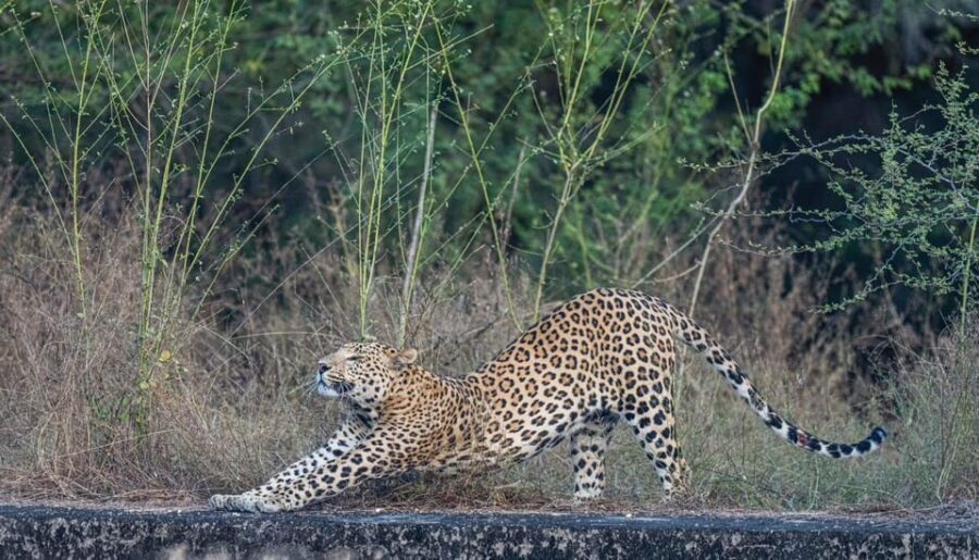 Jaipur: Leopards Safari Tour at Jhalana l Spot Wild Animals - Why This Tour Offers Good Value