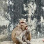 Jaipur: Monkey Temple and Sun Temple Guided Tour - What Makes This Tour Valuable?