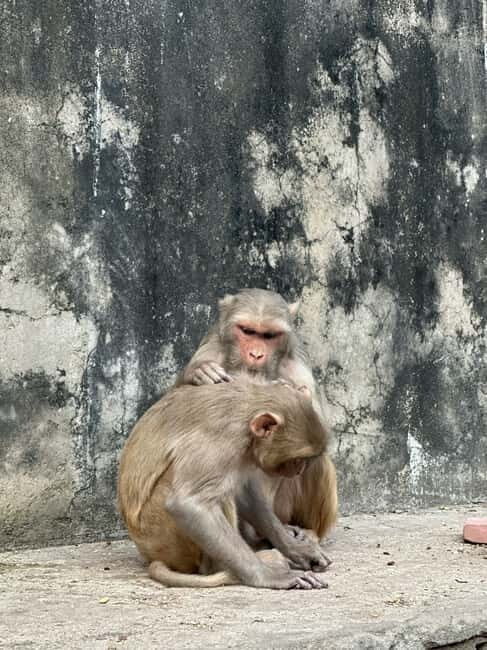 Jaipur: Monkey Temple and Sun Temple Guided Tour - FAQ