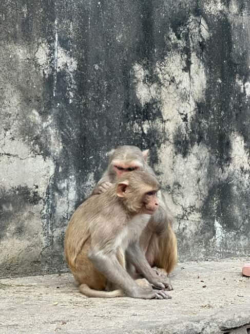 Jaipur: Monkey Temple and Sun Temple Guided Tour - What Makes This Tour Valuable?