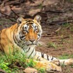 Jaipur: Morning Safari to Sariska with Meal and Transfers - Frequently Asked Questions