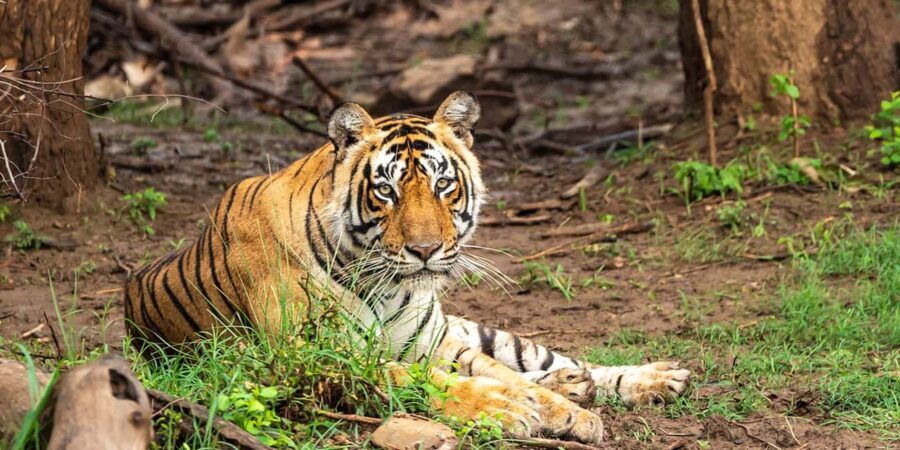 Jaipur: Morning Safari to Sariska with Meal and Transfers - Frequently Asked Questions