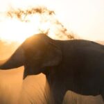 Jaipur: Private Elephant Sanctuary - Who Will Love This Tour?