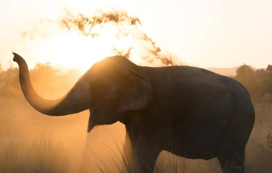 Jaipur: Private Elephant Sanctuary - Who Will Love This Tour?