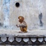 Jaipur: Private Full-Day Tour with Guide and Transport - What to Expect: The Practicalities