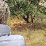 Jaipur: Ranthambhore Tiger Safari Day Trip - The Basics of the Jaipur to Ranthambhore Day Trip