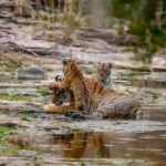Jaipur: Ranthambore Tiger Safari Round Trip with Transfers - Pricing and Value