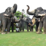 Jaipur: Sightseeing+Walking +Food + Elephant Activities Tour - Culinary and Cultural Riches
