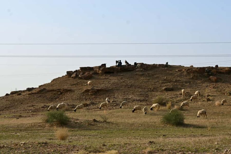 Jaisalmer: Thar Desert Sunset Camel Ride with Dinner & Show - Why This Tour Offers Good Value